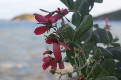 Tetrapterys phlomoides