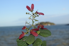 Tetrapterys phlomoides