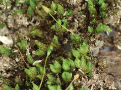 Macromitrium repandum
