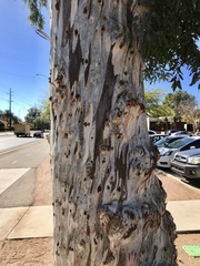Corymbia aparrerinja