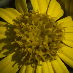 Senecio seminiveus