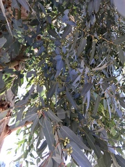 Corymbia aparrerinja