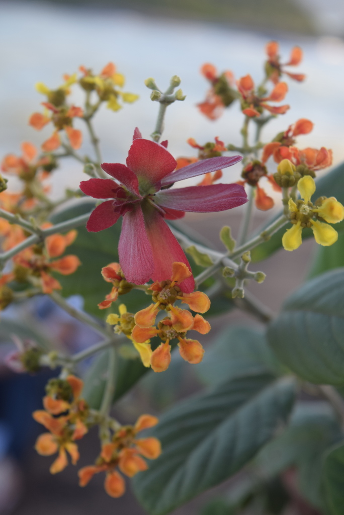 Tetrapterys phlomoides