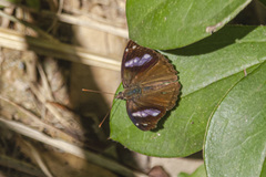 Cybdelis phaesyla