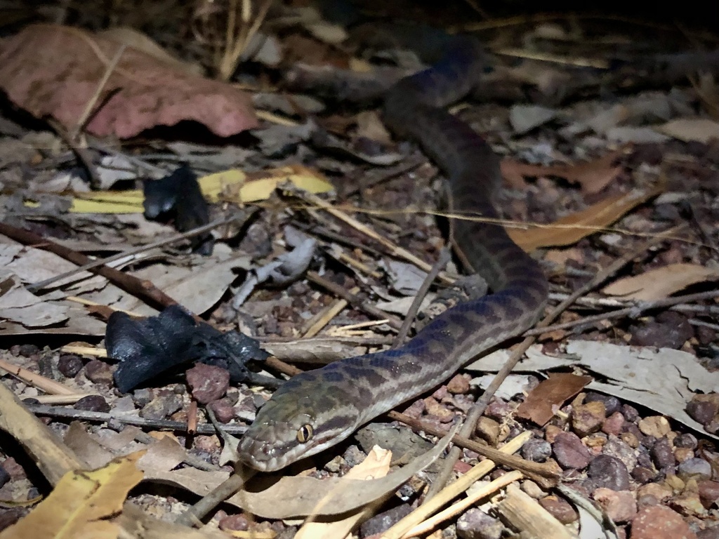 Wild Children's Python Children's Python from Robertson Barracks, Holtze, NT, AU on June 04 ...