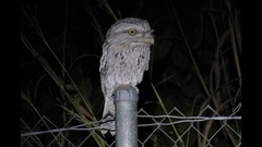 Podargus strigoides phalaenoides