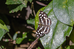 Dynamine postverta postverta