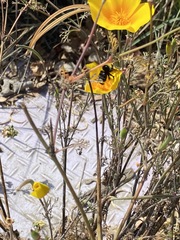 Xylocopa californica