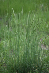 Psathyrostachys juncea