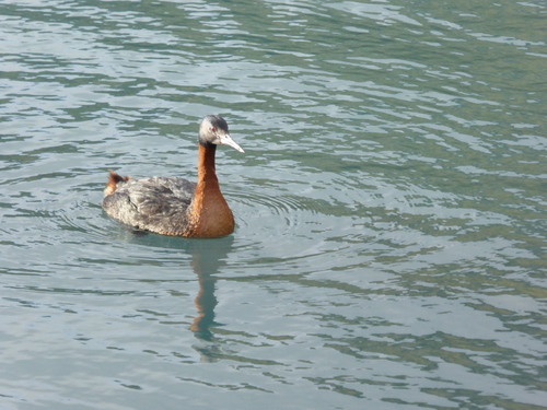 Podiceps major