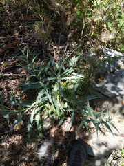 Stephanomeria cichoriacea