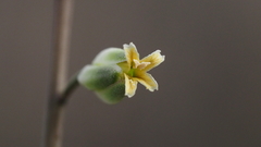 Streptanthus longirostris