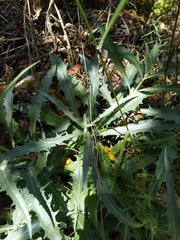 Stephanomeria cichoriacea