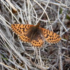 Boloria freija freija