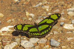 Philaethria wernickei