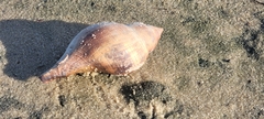 Fasciolaria