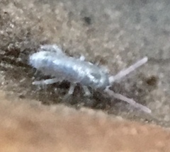 Lepidocyrtus cyaneus