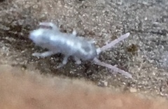 Lepidocyrtus cyaneus