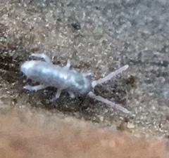 Lepidocyrtus cyaneus