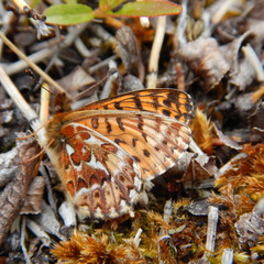 Boloria freija freija