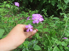 Phlox pulchra