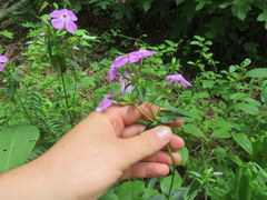Phlox pulchra