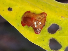 Charidotella rubicunda
