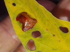 Charidotella rubicunda