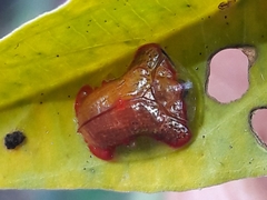 Charidotella rubicunda