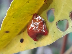 Charidotella rubicunda