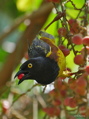 Weyns's Weaver photo 2
