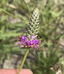 Dalea tenuis