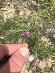 Dalea tenuis