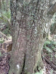 Elaeocarpus dentatus