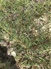Dalea tenuis