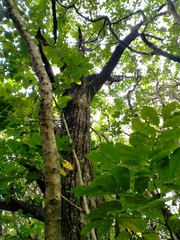 Elaeocarpus dentatus