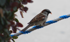 Passer domesticus