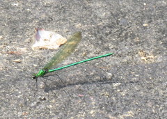 Calopteryx angustipennis