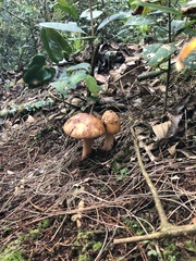 Amanita brunneolocularis