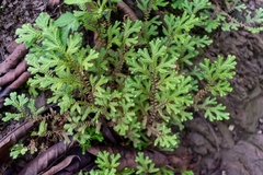 Selaginella porphyrospora