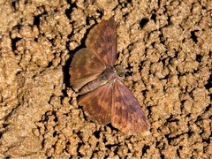 Anastrus sempiternus