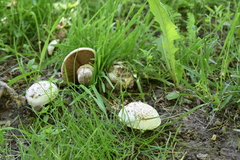 Agaricus