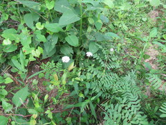 Marshallia trinervia