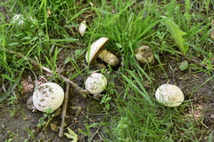 Agaricus