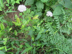 Marshallia trinervia