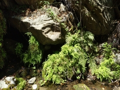 Pelazoneuron puberulum sonorense