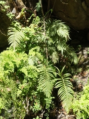 Pelazoneuron puberulum sonorense