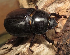 Cyphonistes