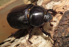 Cyphonistes