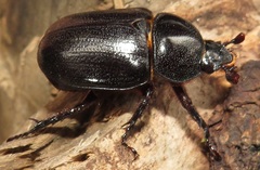 Cyphonistes